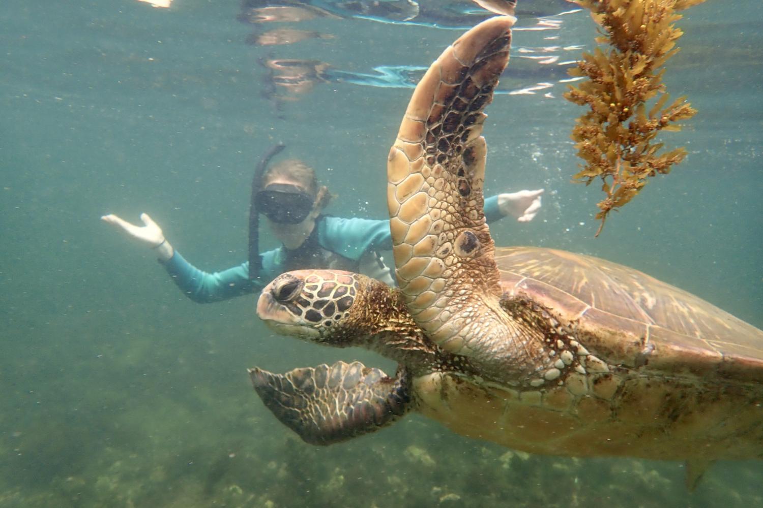 一名<a href='http://9.wyqrb.com'>全球十大赌钱排行app</a>学生在Galápagos群岛游学途中与一只巨龟游泳.